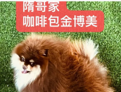 贵族名宠种公团队·异色包金博美犬 长毛吉娃娃犬 查理王犬 种