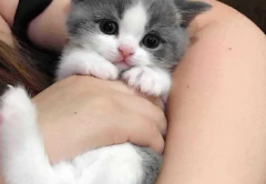 家养繁殖英短蓝猫 蓝白 金渐层，银渐层，金点银点出售包健康 