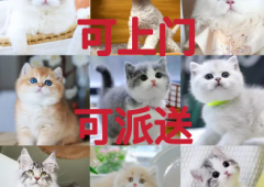 九年靠谱猫舍·本地靠谱九年猫舍出售各类宠物猫 可上门 可送猫