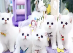 九年靠谱猫舍·本地靠谱九年猫舍出售各类宠物猫 可上门 可送猫