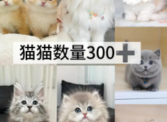 实体猫舍直销一平台保障·猫舍繁育纯种宠物猫颜色品种齐全疫苗驱