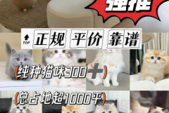 实体猫舍直销一平台保障·猫舍繁育纯种宠物猫颜色品种齐全疫苗驱
