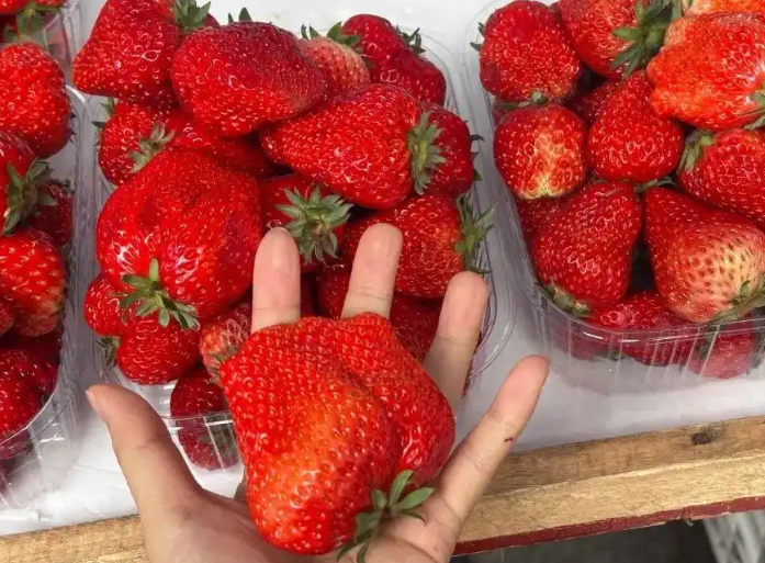 武汉草莓价格暴跌至1元一斤!“草莓自由”实现,红颜草莓抢购正当时